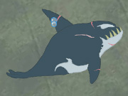 Killer Whale