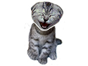 Laughing Cat